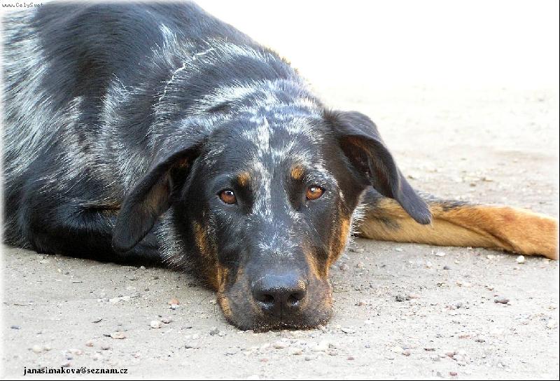 Foto: fena harlek�n-Caramba z Lhoteck� linie