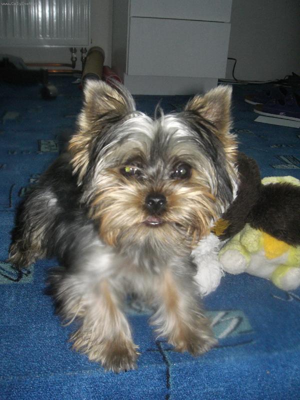 Foto: york��rsk� teri�r