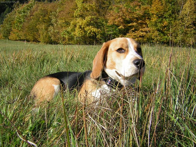 Foto: INDY II