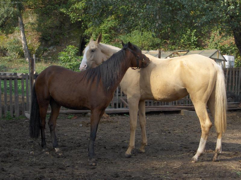 Foto: vykusov�n�-projev p��telstv�..