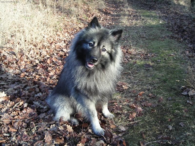 Foto: Vl�� �pic-Ben