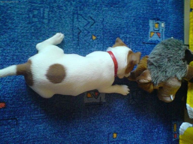 Foto: Jessynka-Jak Jessynka zkolila svi�i :-D