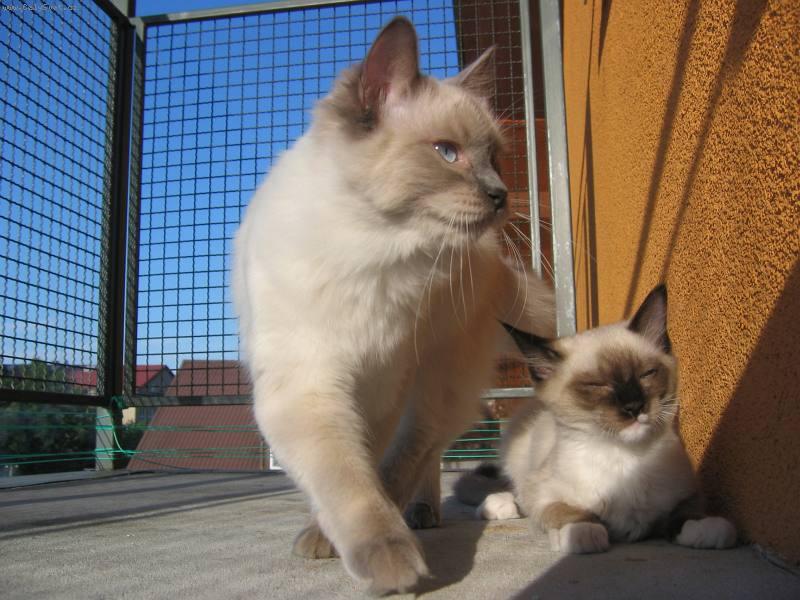 Foto: Happy de Borgione a Kiza-Slunce na balkon�