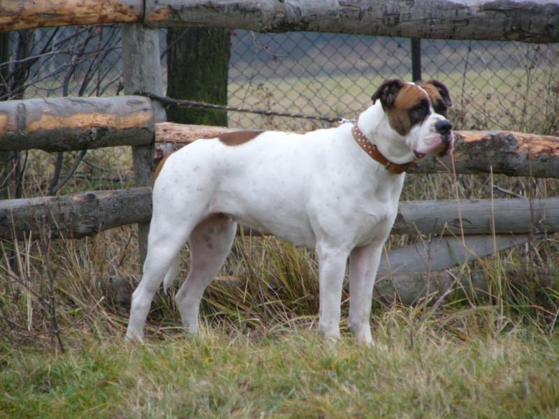 Foto: american bulldog /typ standart/