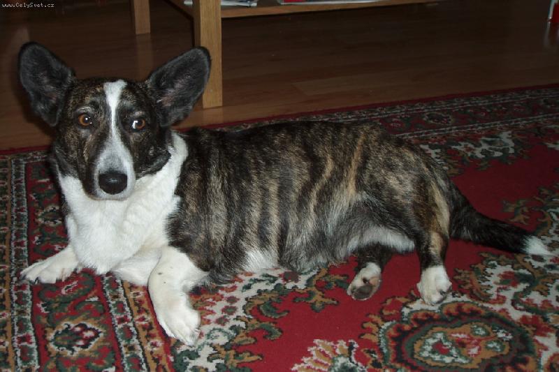 Foto: Nast�vaj�c� maminka Otka - www.luckyveles.wz.cz