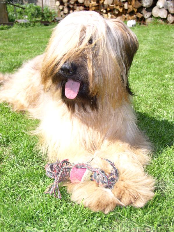 Foto: Badria\'s Darling-Artemis