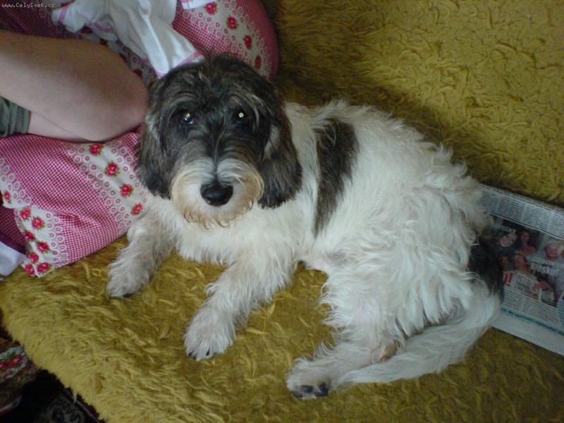 Foto: Cherry Elve bohemica