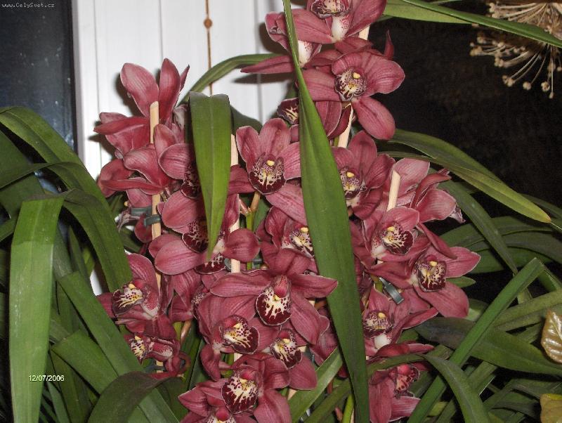 Foto: Cymbidium