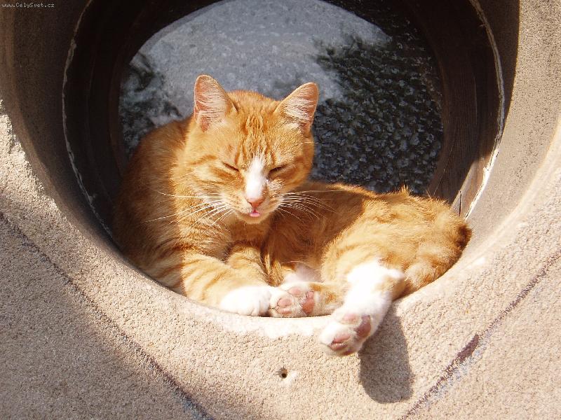 Foto: sarin-na okn� sed�la ko�ka.....