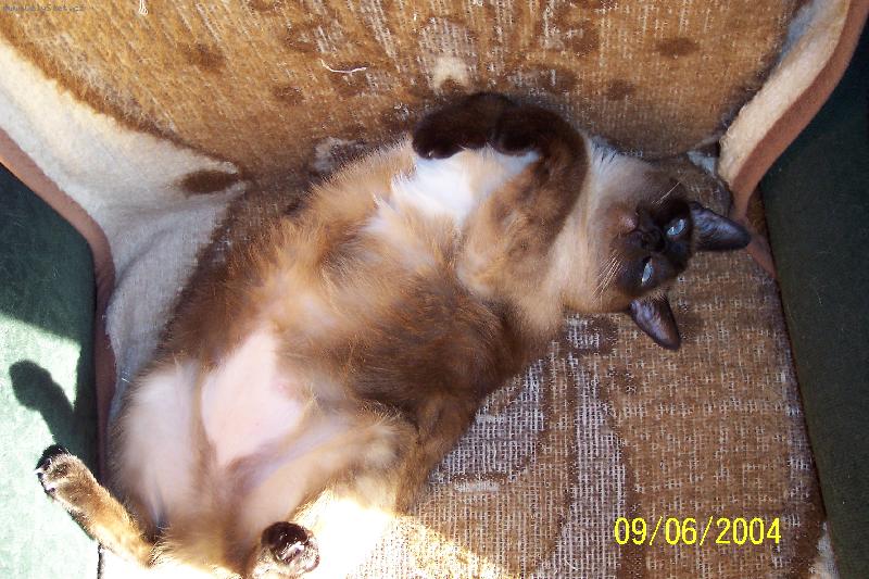 Foto: ko�i�� v�len�:-)