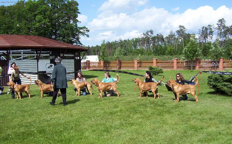 Foto: ISEB CS-ISEB - Nejlep�� chovatelsk� skupina, Klubov� v�stava Bloodhound clubu 2006, rozhod�� pan� H.Ahrens (Rakousko)