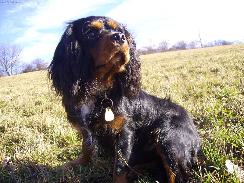 Foto: Merlin