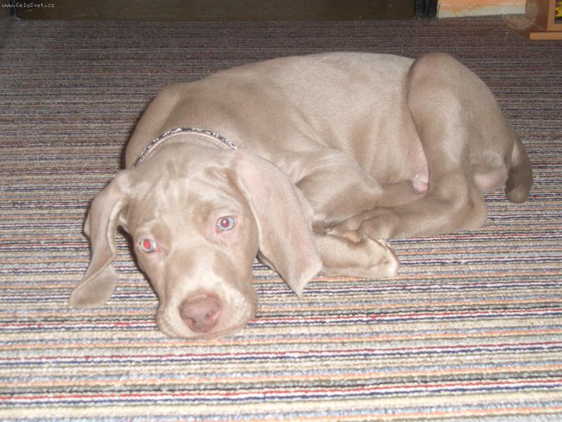 Foto: Taffy