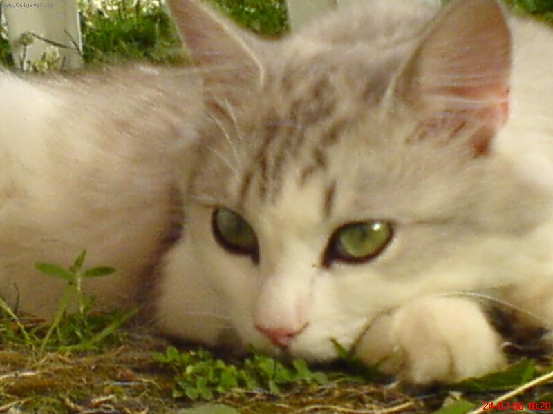 Foto: Nikitka-Kuk