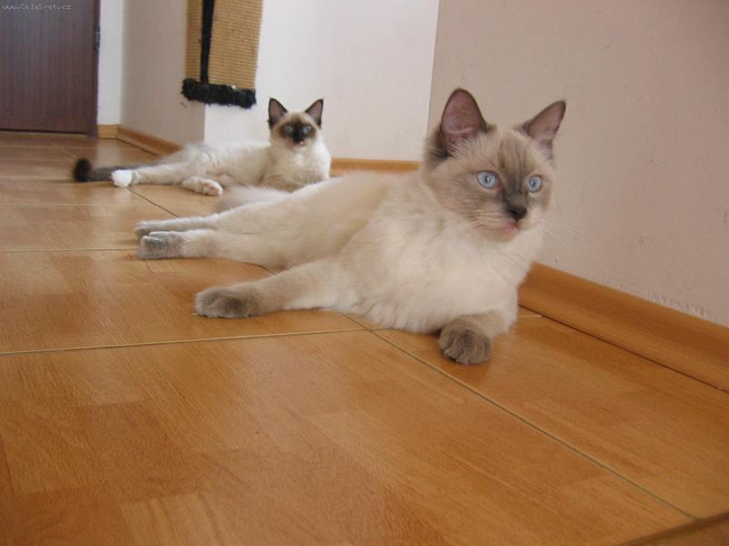 Foto: Happy de Borgione-Happy s Kizy d�laj� tandem :-)))