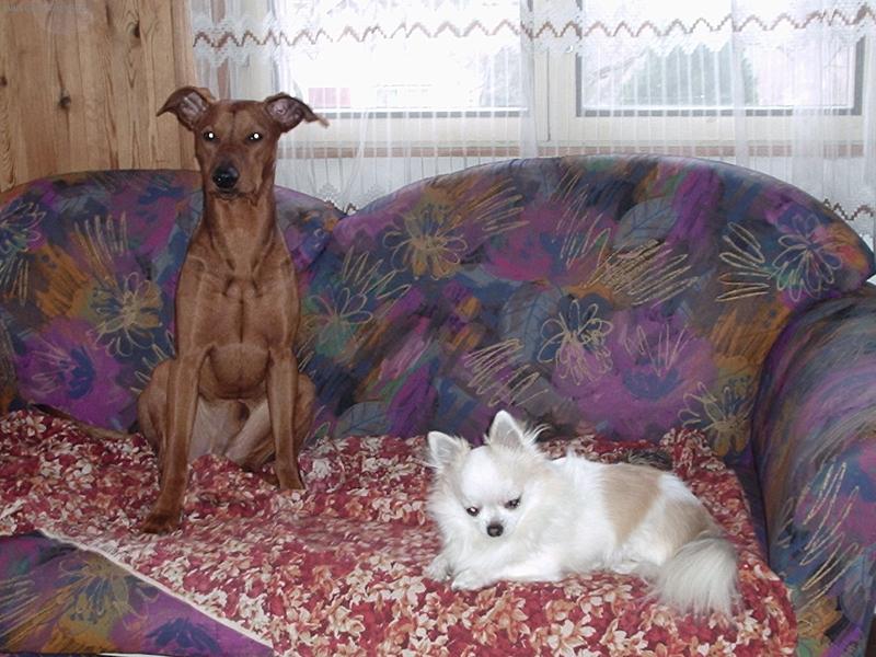 Foto: Ziki a Charlie-Odpo��vaj�