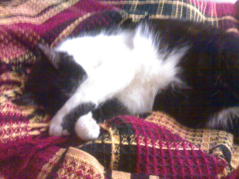 Foto: Pan Kocour-je�t� jedna fotka