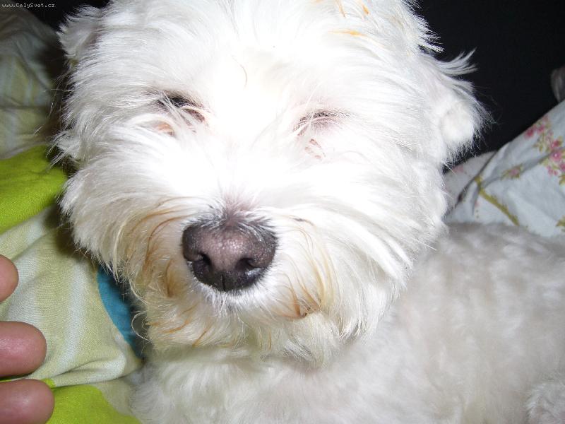 Foto: bady-milacek