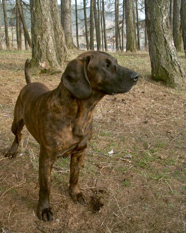 Foto: Bask-Mezin�rodn� �ampion