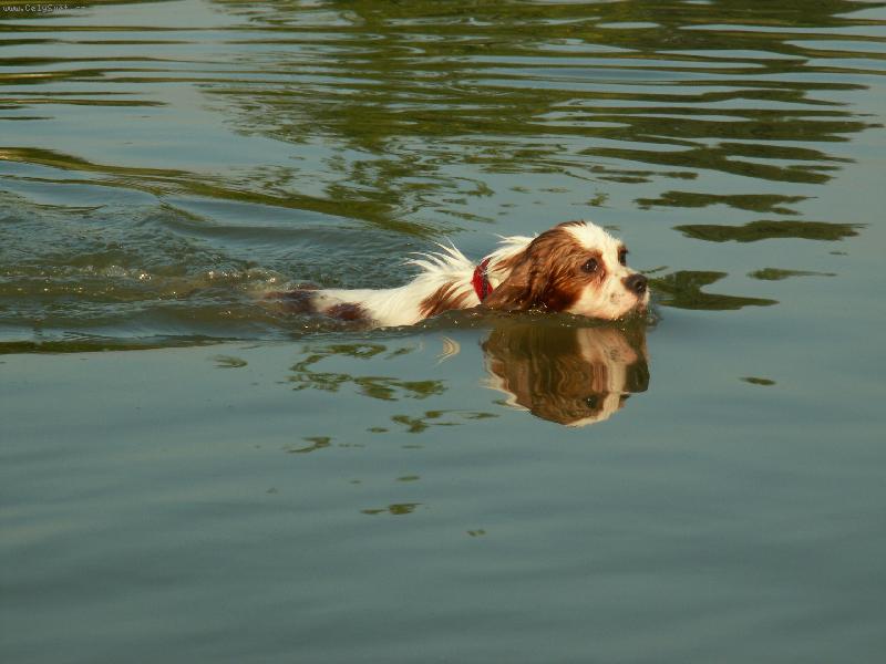 Foto: plavec