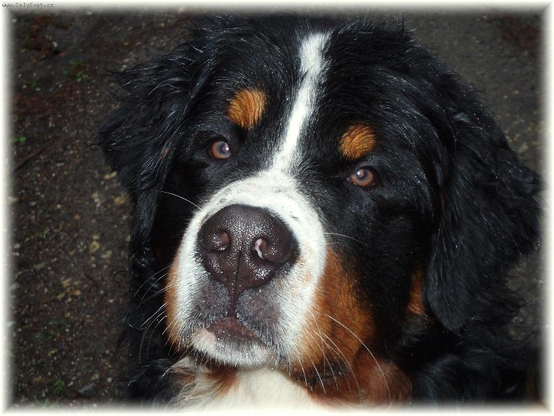 Foto: Amadeus