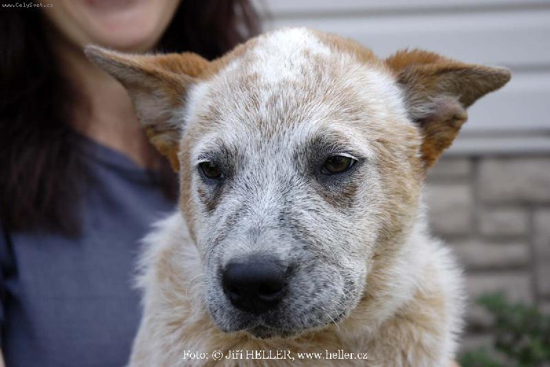 Foto: AUSIE 02-Australsk� hon�ck� pes