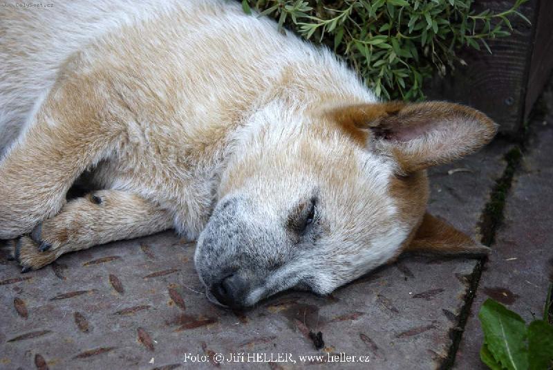 Foto: AUSIE 03-Australsk� hon�ck� pes