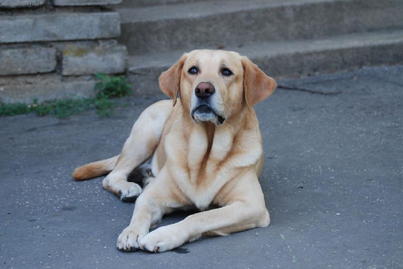 Foto: Barney 5 let