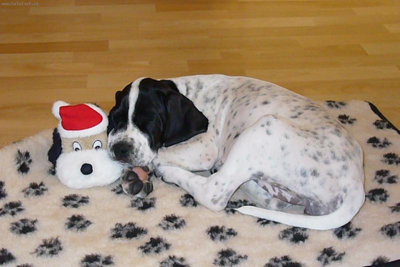 Foto: Gina-S kamar�dem