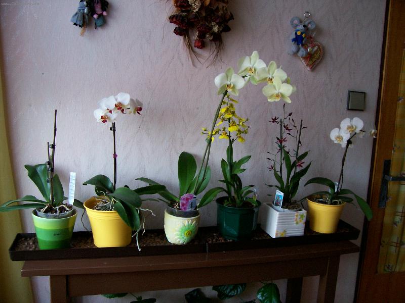 Foto: Moje sb�rka