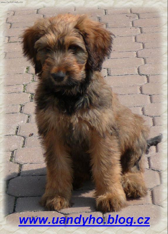 Foto: �ja - www.uandyho.blog.cz-�ja -plav� briard - v 9 t�dnech