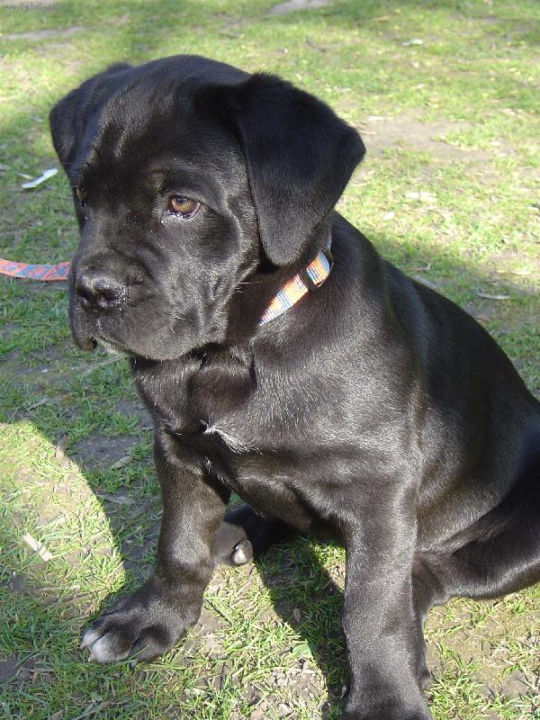 Foto: Zira