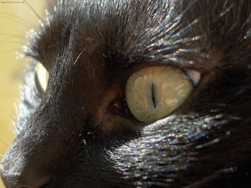 Foto: Fotogenick� (K)O�ka