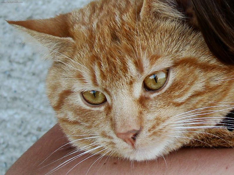 Foto: Macek-takhle je mi nejlip