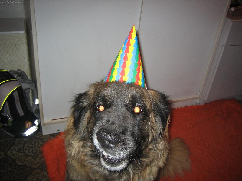 Foto: leonberger