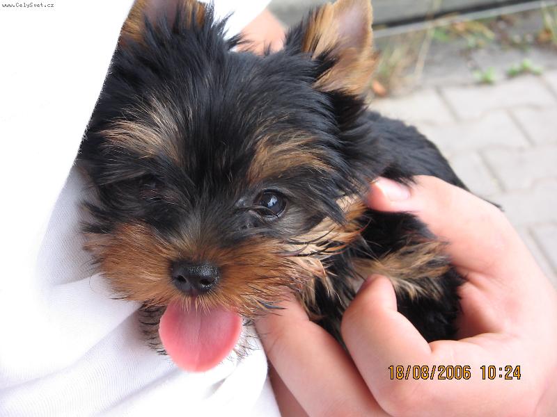 Foto: Phoebe