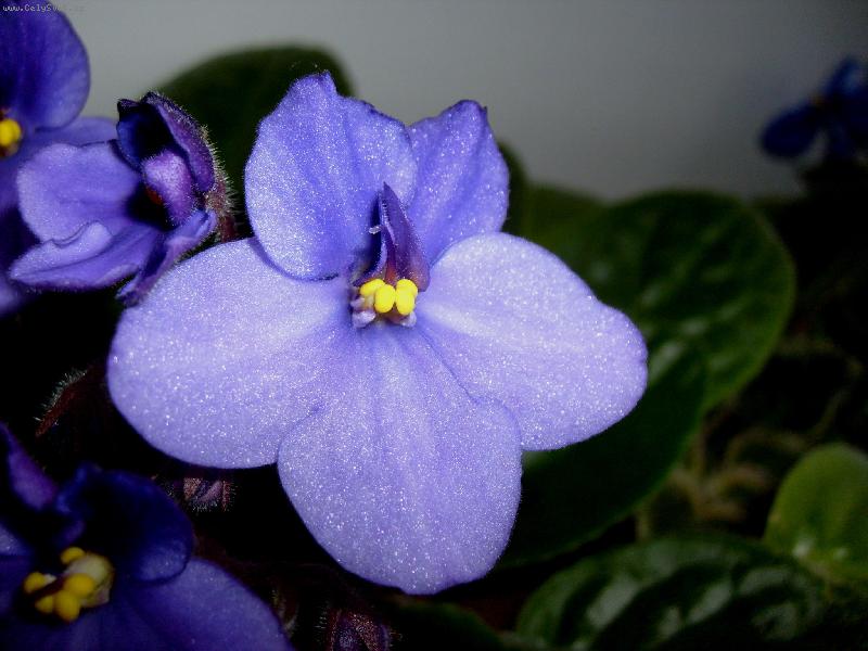 Foto: Africk� fialka