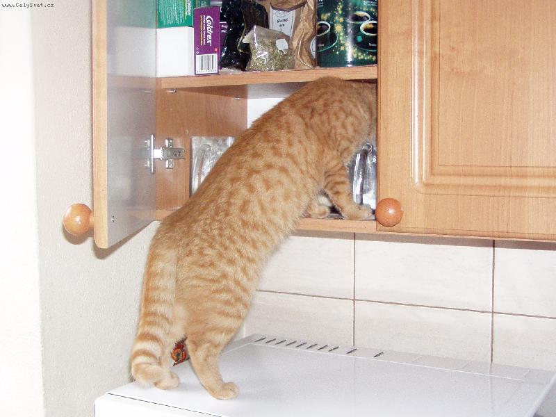 Foto: KONTROLA-Sisinka preveruje nie�o pod z�bok...