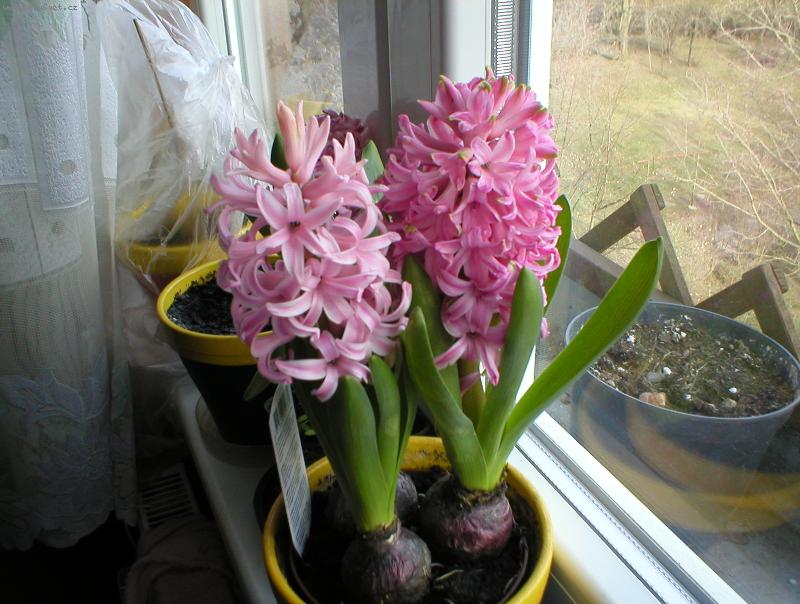 Foto: Hyacintka