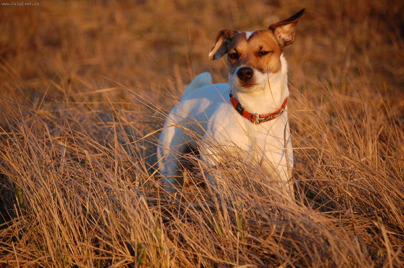 Foto: Spike