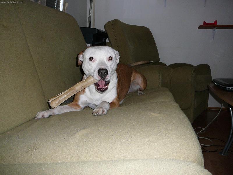 Foto: Dobby