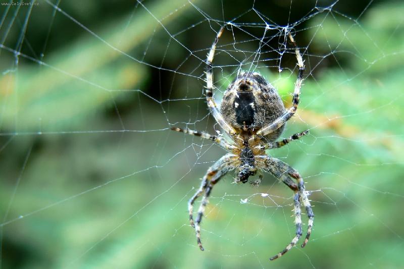 Foto: Kde jsi mu�ko?