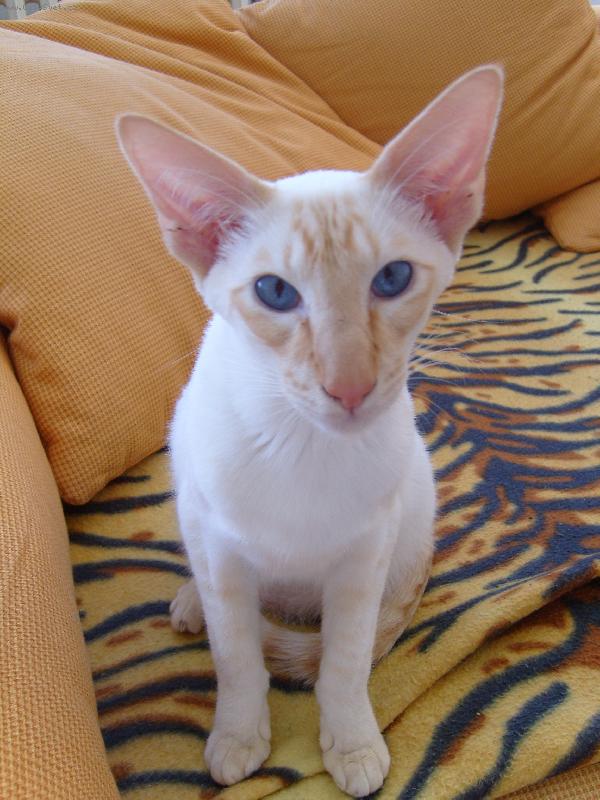 Foto: Siamsk� ko�ka s �erven�mi odznaky