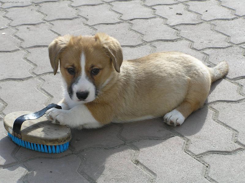 Foto: mal� cardig�nek