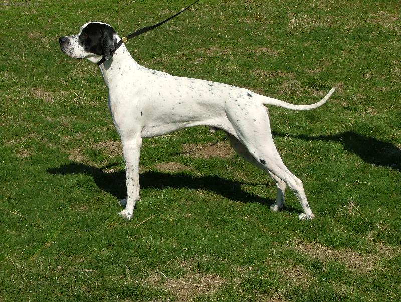 Foto: Diablo ze �t�pek-Anglick� pointer