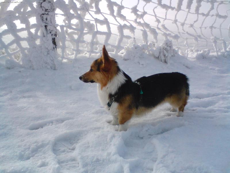 Foto: S�a na snehu-Vrch som�r