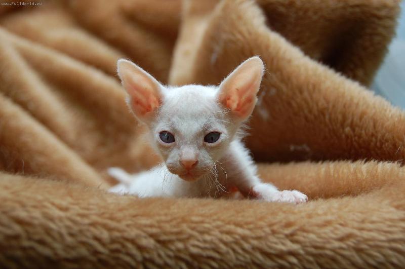 Foto: 5 week old pure bred Donskoy