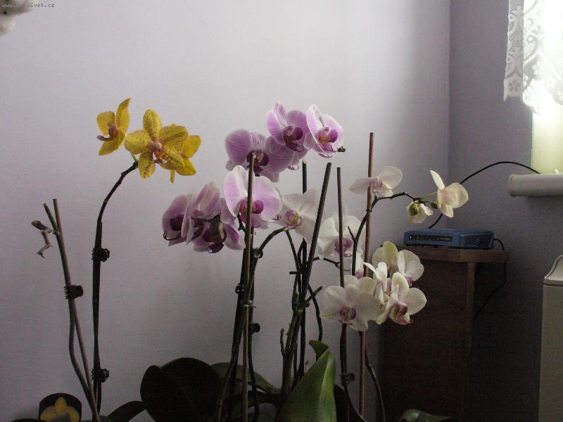 Foto: phalanopsis