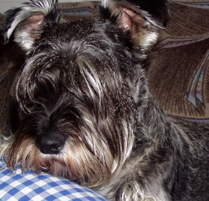 Foto: Cherry-pohodi�ka