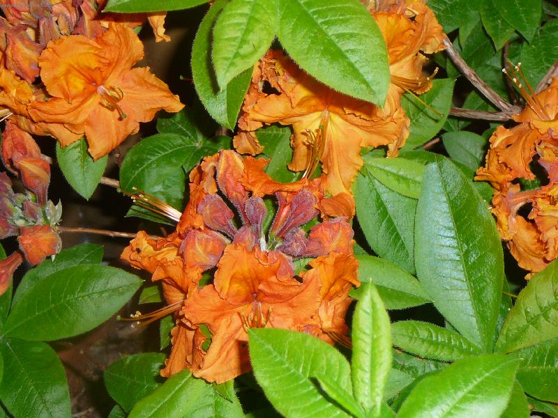 Foto: Azalka opadav�